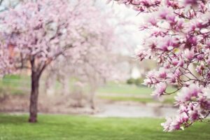 Soccer: Springtime Fun on the Field