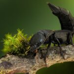 Red Card for Soccer Coach: What It Means 11 Red Card for Soccer Coach: What It Means