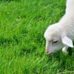 Playing U21 Football at 23: Is It Possible? Tips Inside 10 Playing U21 Football at 23: Is It Possible? Tips Inside