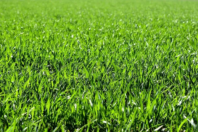 Why Do They Water Turf Soccer Fields? Turf Care Explained 1 Why Do They Water Turf Soccer Fields? Turf Care Explained