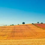 The Real Deal: How to Verify an Authentic Soccer Jersey