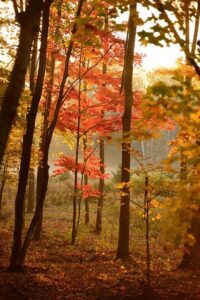 Understanding Soccer Seasons How Long Is One Season