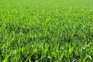 Turf Treads: Can I Wear Indoor Soccer Shoes on Turf?
