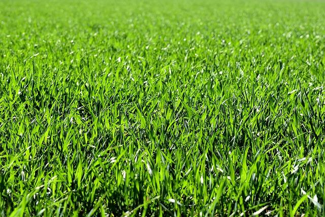 Turf Treads: Can I Wear Indoor Soccer Shoes on Turf?
