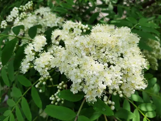 Worst Soccer Injury: The Painful History 2 1. A Grueling Journey: Exploring the Dark History of Soccer's Worst Injuries