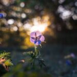 Luka Dončić: From Soccer Star to NBA Sensation – His Journey