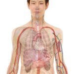 The Anatomy of Soccer Cleats: Understanding the Components