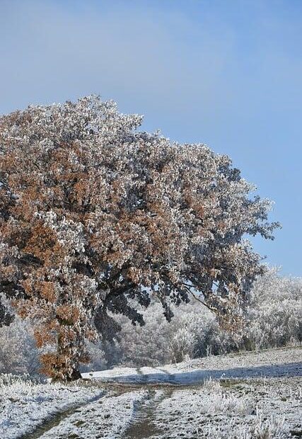 What Degree Do You Need to Be a Soccer Player: Education Insights