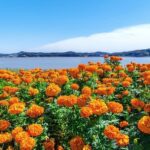 What Does Park the Bus Mean in Soccer: Defensive Strategy