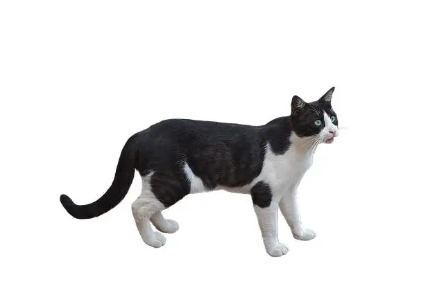 The Mascot Dream: How to Become a Football Mascot 1 The Mascot Dream: How to Become a Football Mascot