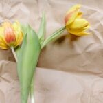 Yellow Card in Soccer: What It Signals