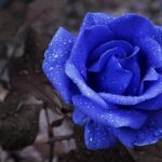 Panna Soccer: Dribbling Excellence in a Nutshell