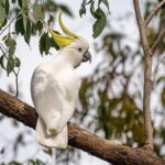 Soccer Season Start in Australia: Be Prepared