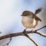 Best Australian Soccer Player: Rising to the Top
