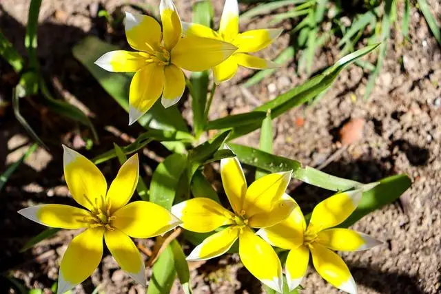 Late Bloomer in Soccer: It's Not Too Late 2 - Understanding the concept of a late bloomer in soccer